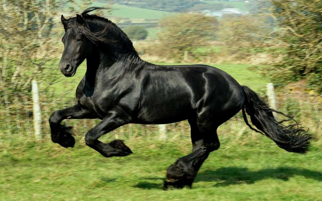 Cudowny czarny koń puzzle online