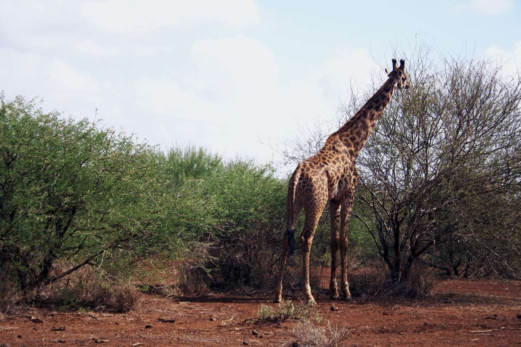 Żyrafa jedząca na wolności puzzle online