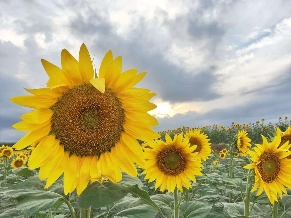 Pole kwiatów słonecznych puzzle online