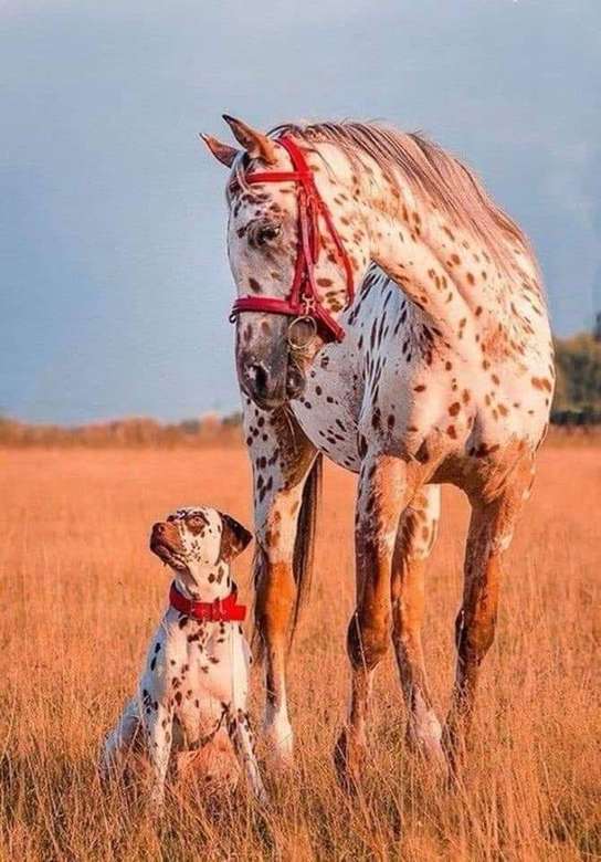 koń i pies z tą samą dekoracją puzzle online