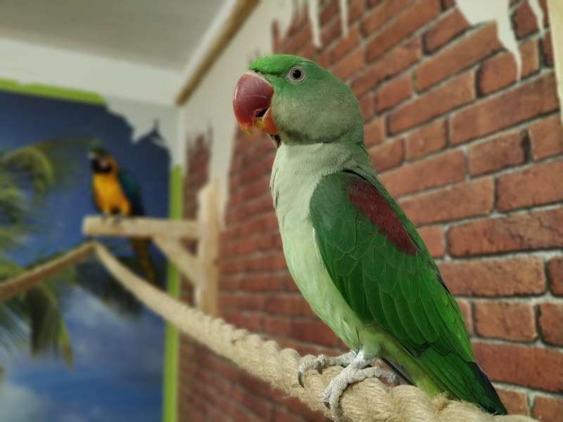 papuga zielona puzzle