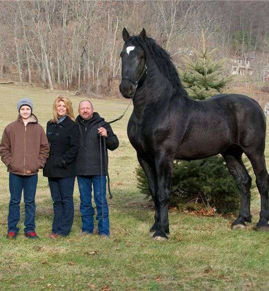 Duży koń ............. puzzle online