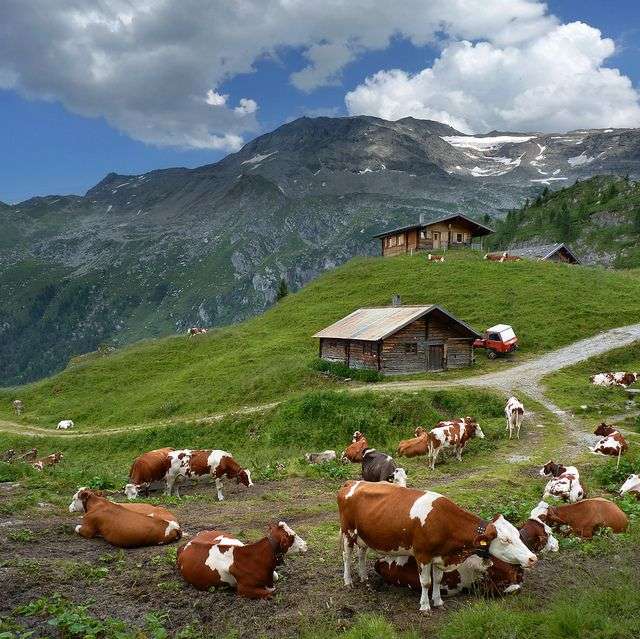 austria- wypasanie krów puzzle online