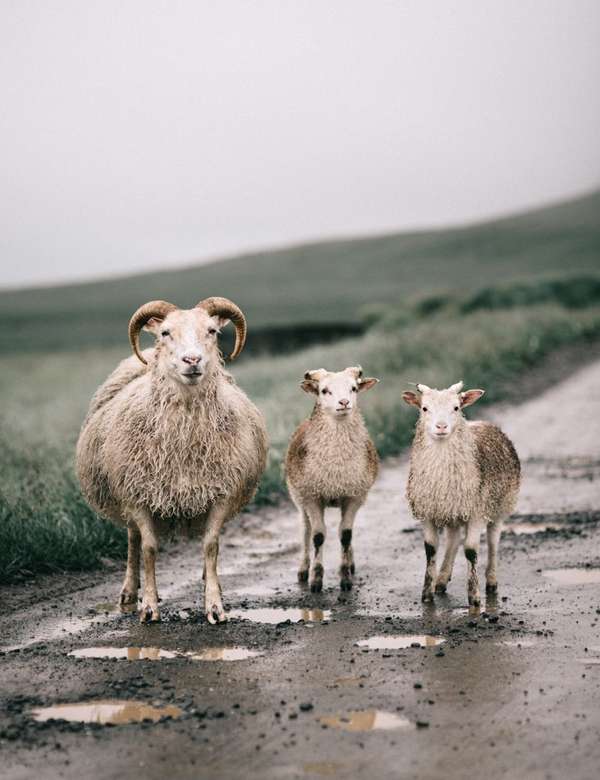 owce w islandii puzzle online