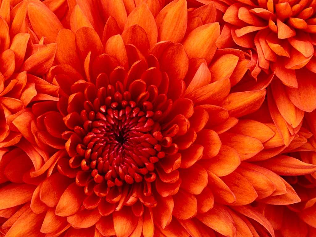 bardzo ładne kwiaty puzzle online