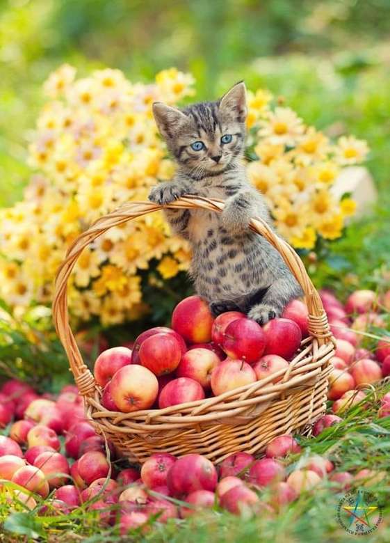 mały kotek w koszu jabłek puzzle online