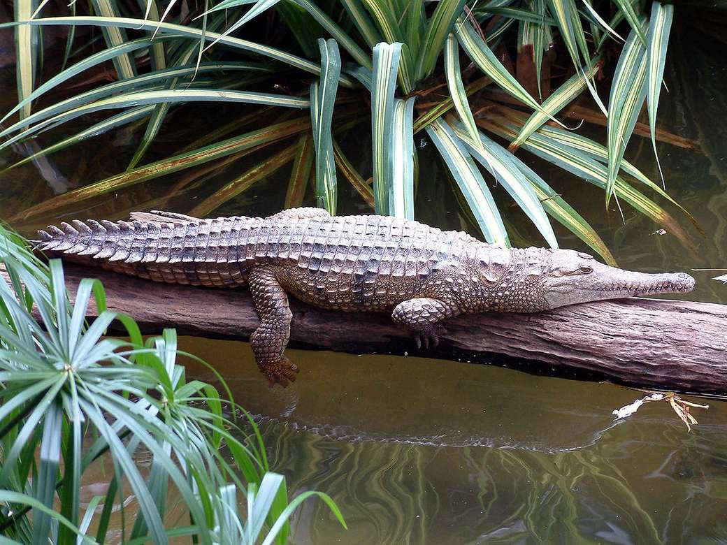 krokodyl australijski puzzle online