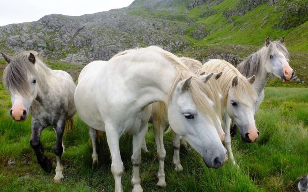 Dzikie konie w Graig Wen Wales w Anglii puzzle online