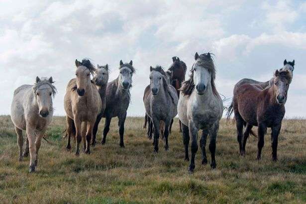 Dzikie konie w Walii w Anglii puzzle online