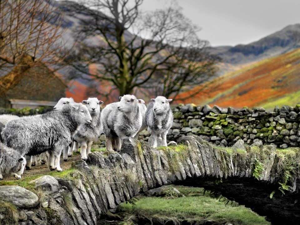 Kraina Jezior w Anglii Owce na moście puzzle online