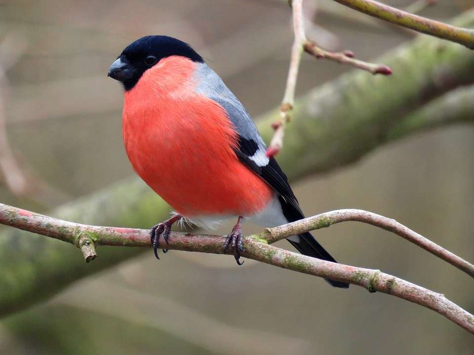 colorful bullfinch ... puzzle
