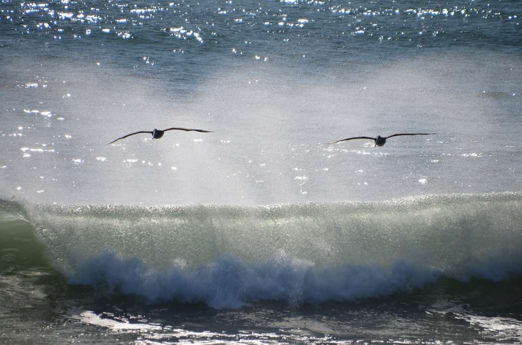 Ptaki latające nad morzem; Pelikany puzzle online