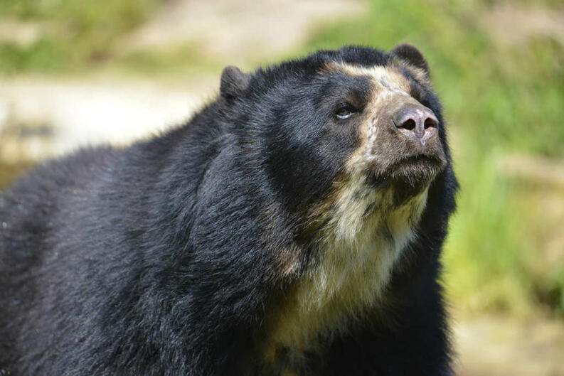 Zwierzęta północno-zachodnie: Niedźwiedź okularowy puzzle online