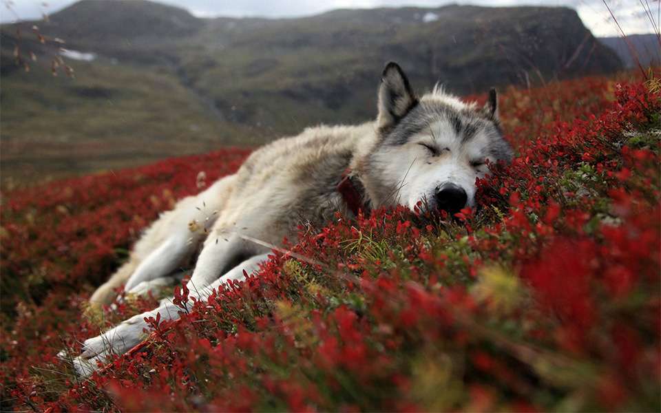 Pies śpi w kwiatach puzzle online