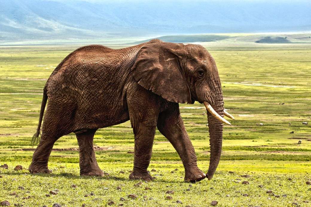 słoń afrykański puzzle online