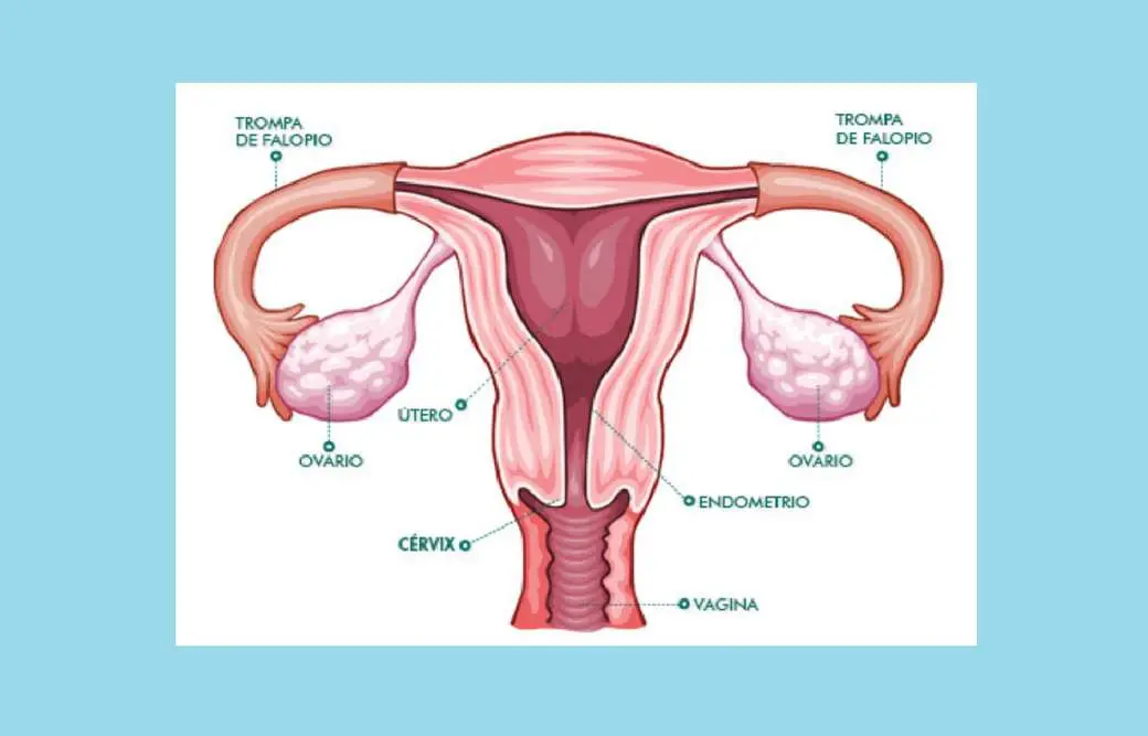 aparato reproductor femenino dibujo