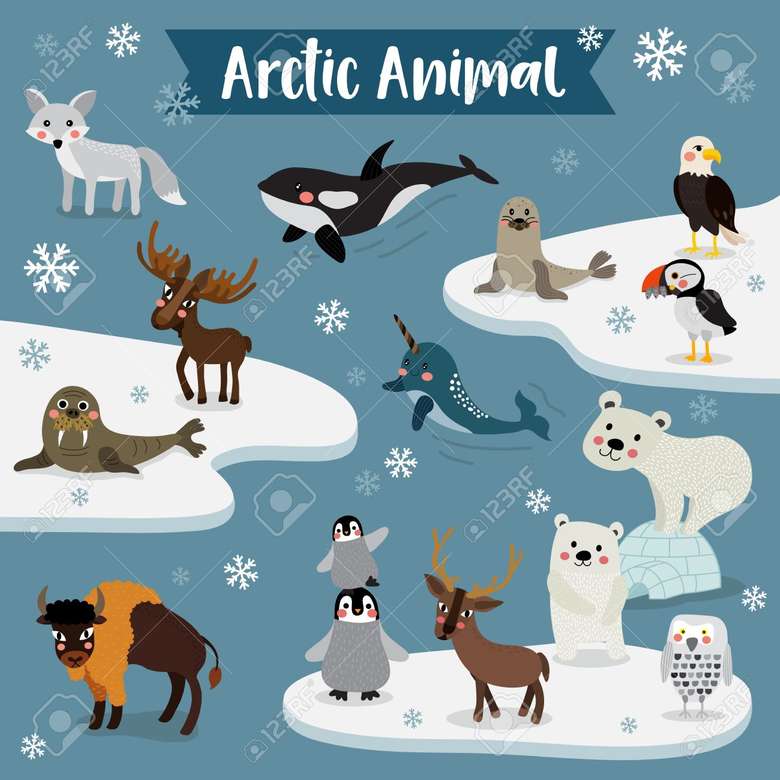 zwierzęta arktyczne puzzle online