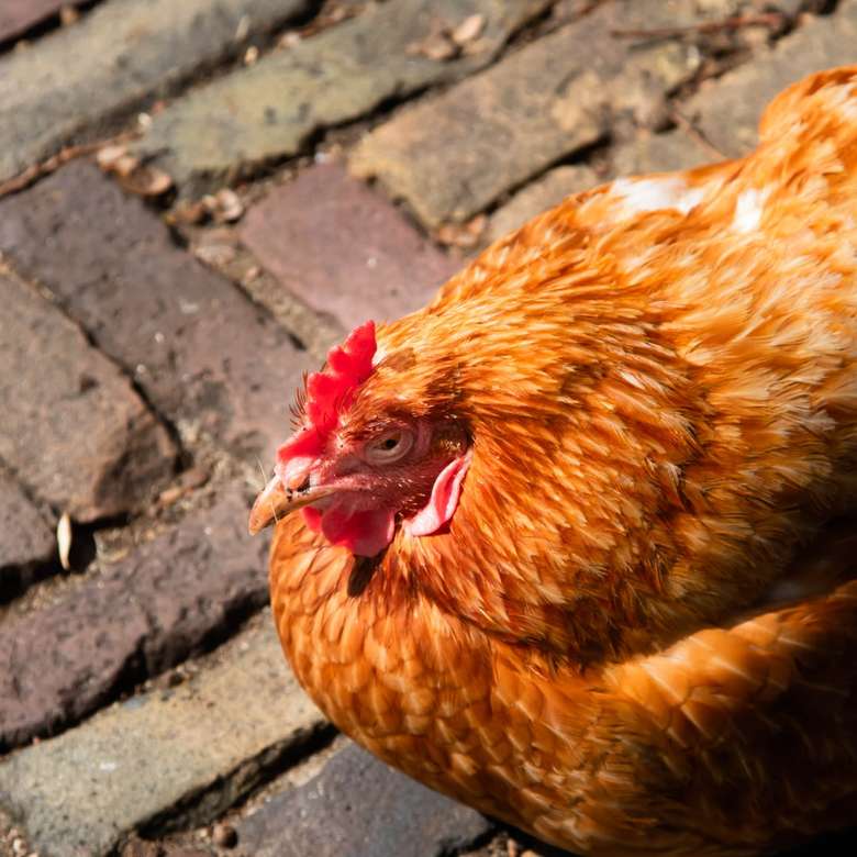 kurczak cieszący się słońcem puzzle online