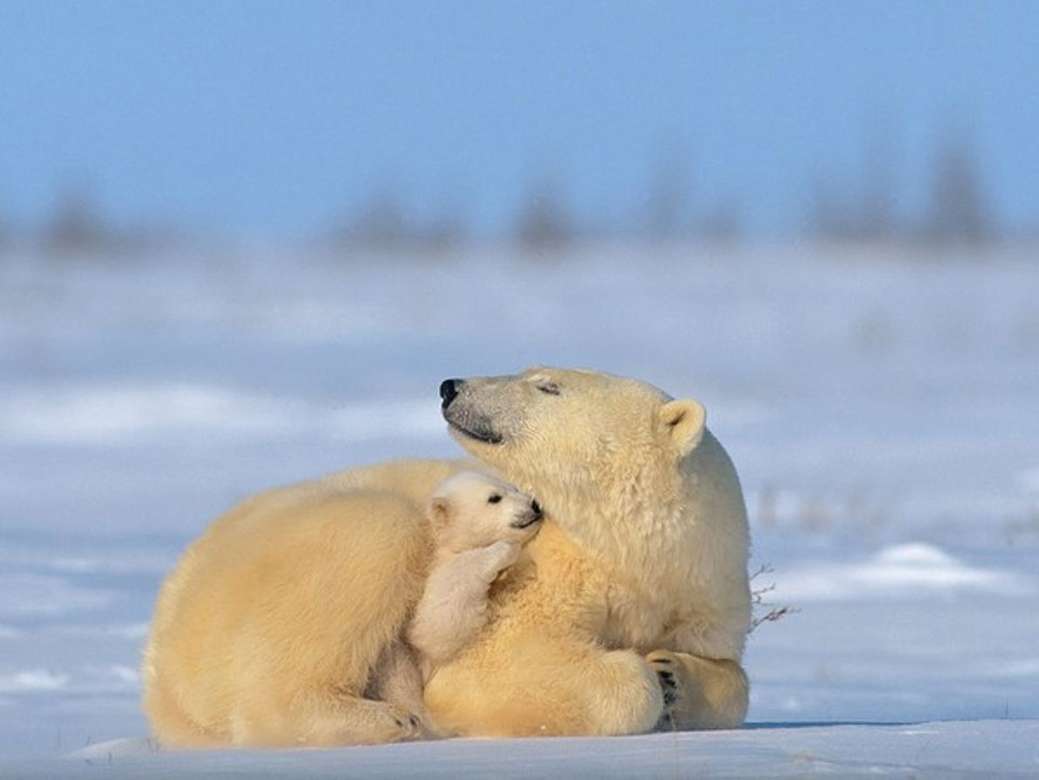 Niedźwiedź polarny puzzle online