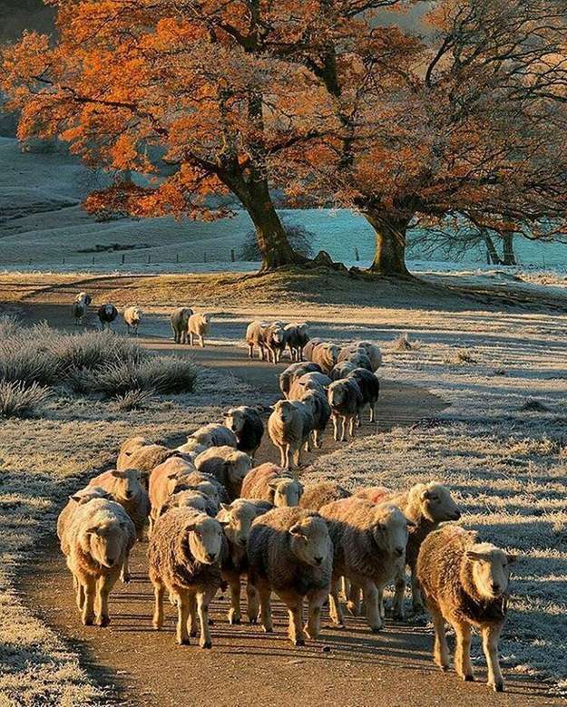 Stado owiec z Krainy Jezior w Anglii puzzle online