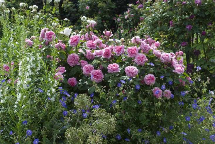Angielski ogród różany puzzle online
