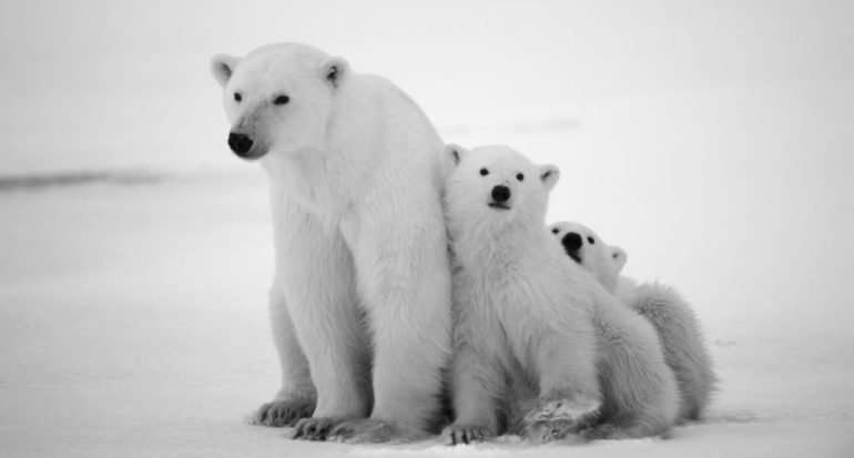 niedźwiedzie polarne puzzle online