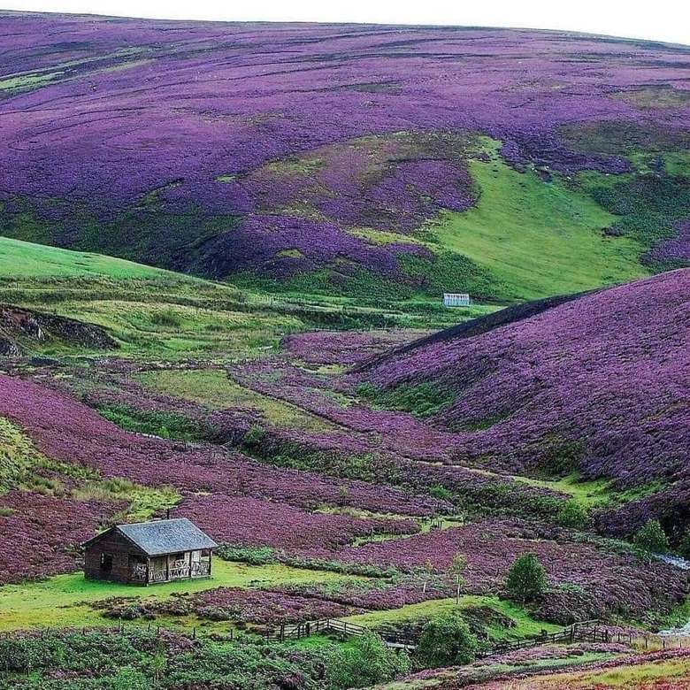 Wrzosowiska kwitną w szkockich Highlands puzzle online