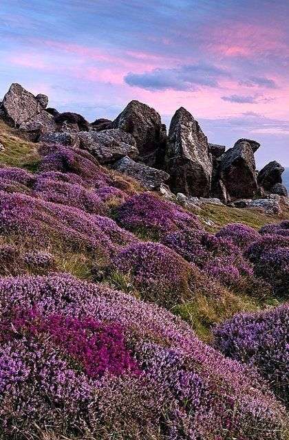 Wrzosowiska kwitną w szkockich Highlands puzzle online