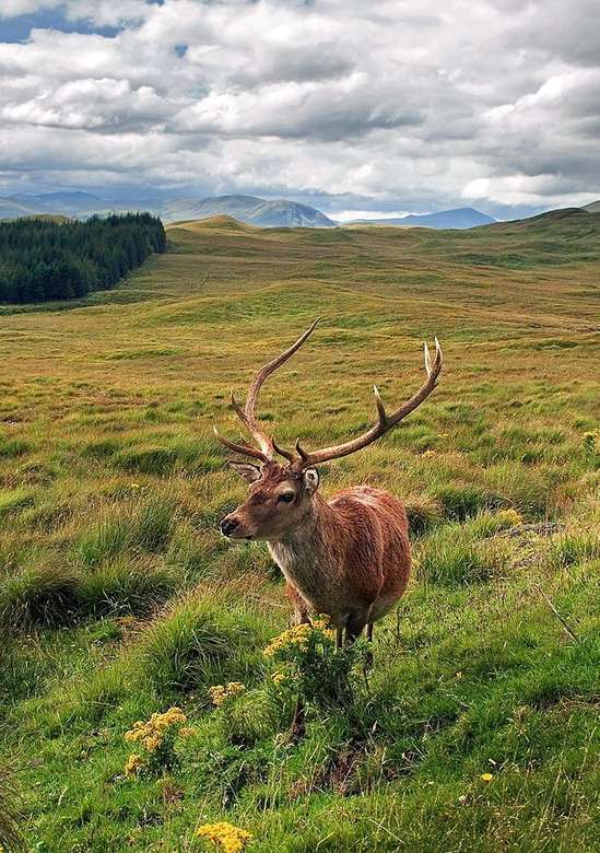 Jeleń w Highlands of Scotland puzzle online