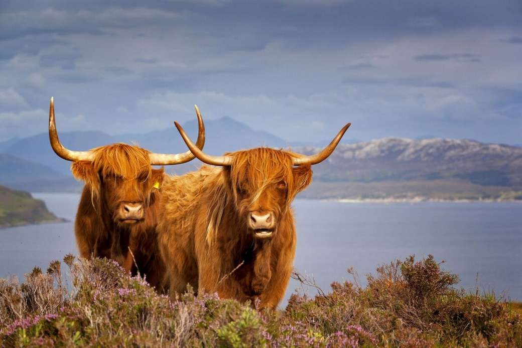 Angus cattle Scotland puzzle online