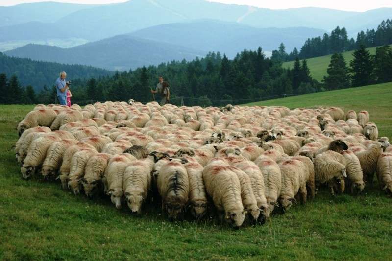 owce w górach puzzle online