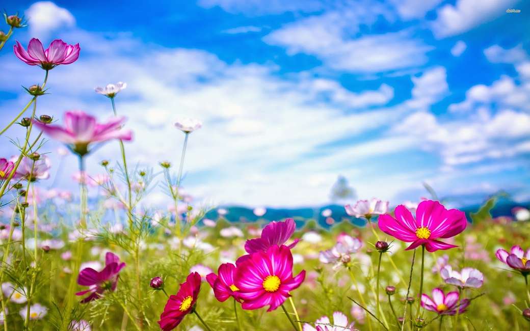 łąka letnich kwiatów - przestrzeń - puzzle online