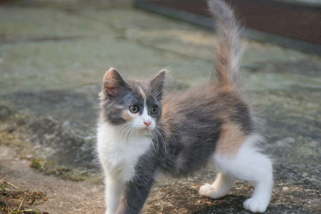 biały brązowy i czarny kot na brązowej glebie puzzle online