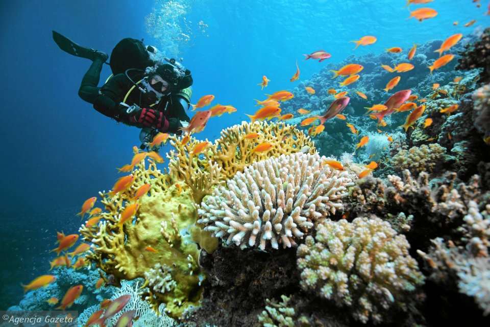 rafa koralowa puzzle online