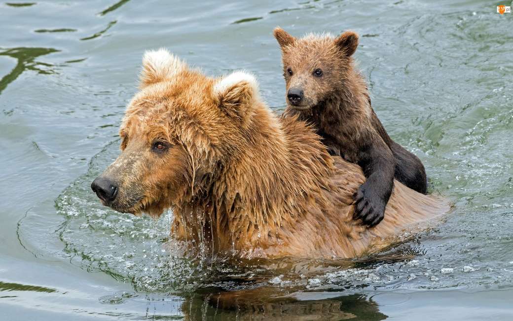 Woda, Niedźwiedzie szare, Grizli, Niedźwiadek puzzle online