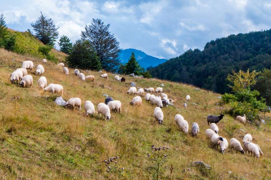 góry- owce na halach puzzle online