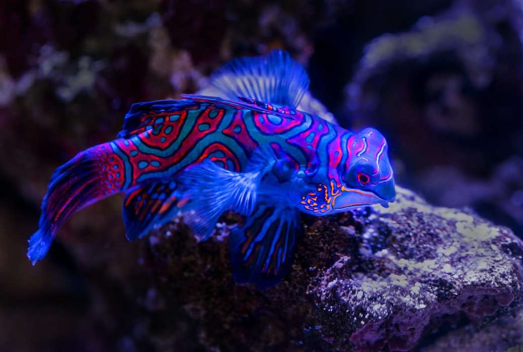 niebiesko-czerwona ryba na brązowej skale puzzle online