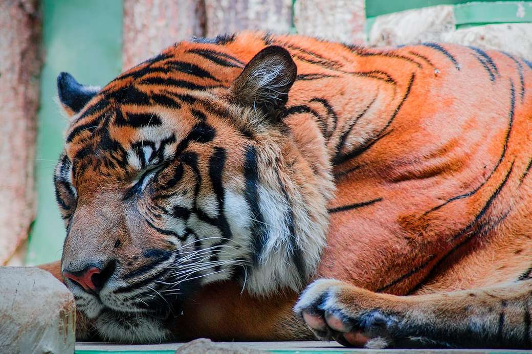 Śpiący tygrys z bliska puzzle online