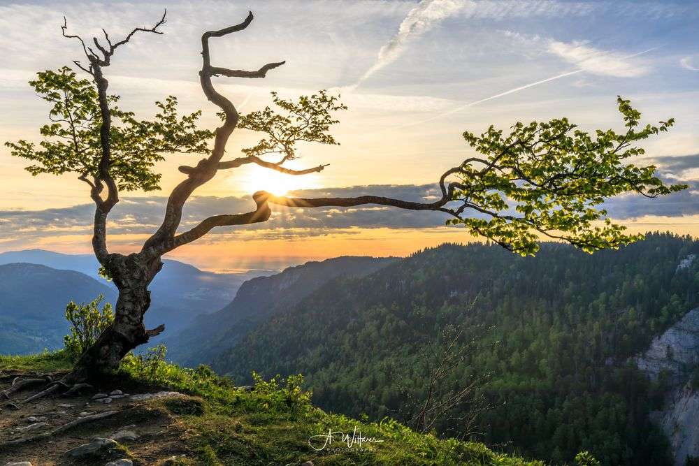 drzewo na skale,  wschód słońca puzzle online