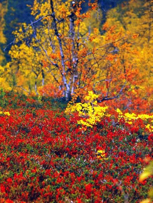 Kolory jesieni w Finlandii puzzle online