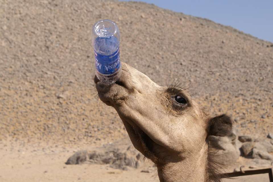 wielbłąd pijący wodę puzzle online