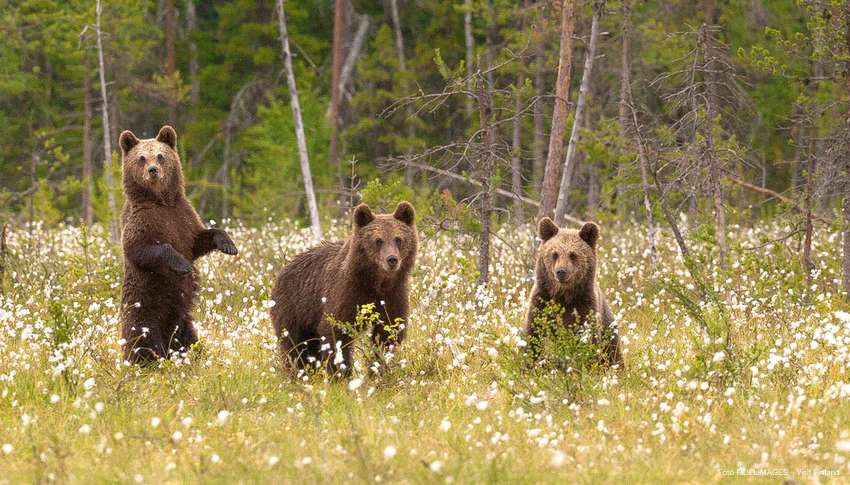 Rodzina niedźwiedzi w Finlandii puzzle online