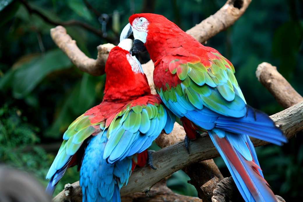 zakochane papugi puzzle online