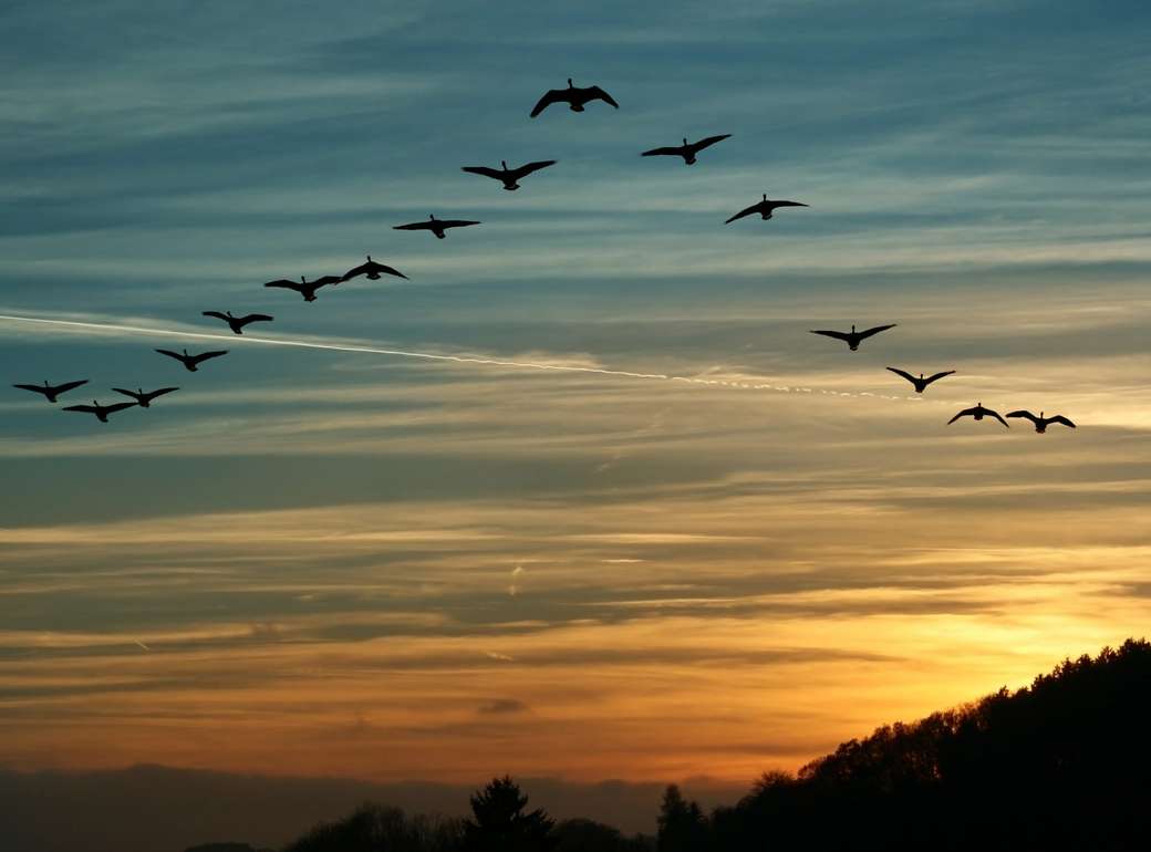 lecące ptaki- zachód słońca puzzle online