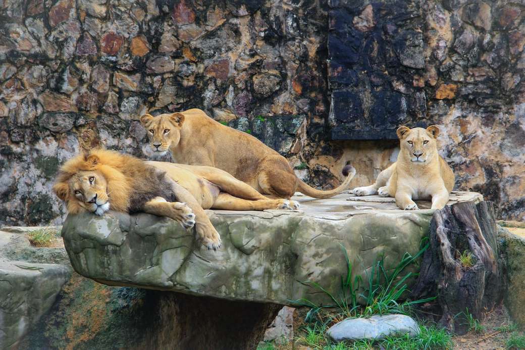 brązowy lew i lwica na skale puzzle online
