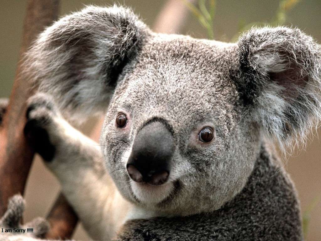 koala na drzewie puzzle online