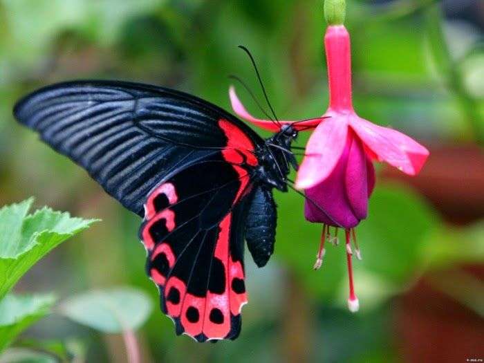 motylek na kwiatku puzzle online