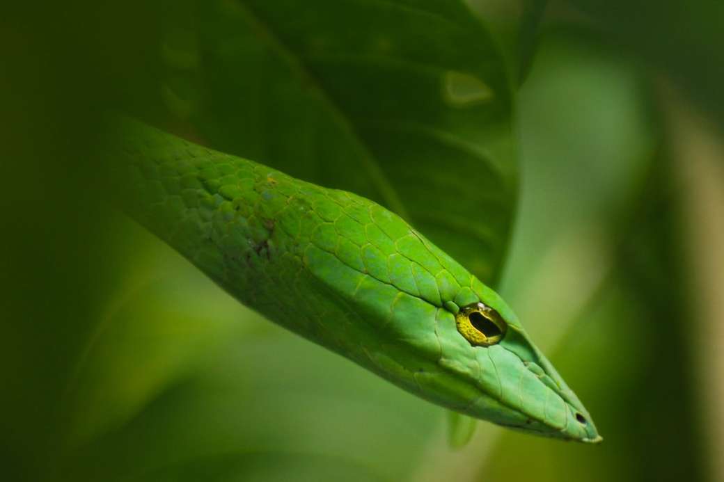 Zielony wąż na liściach roślin puzzle online