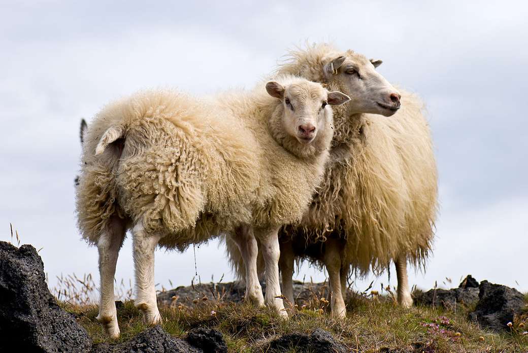 Owce na wsi w Islandii puzzle online