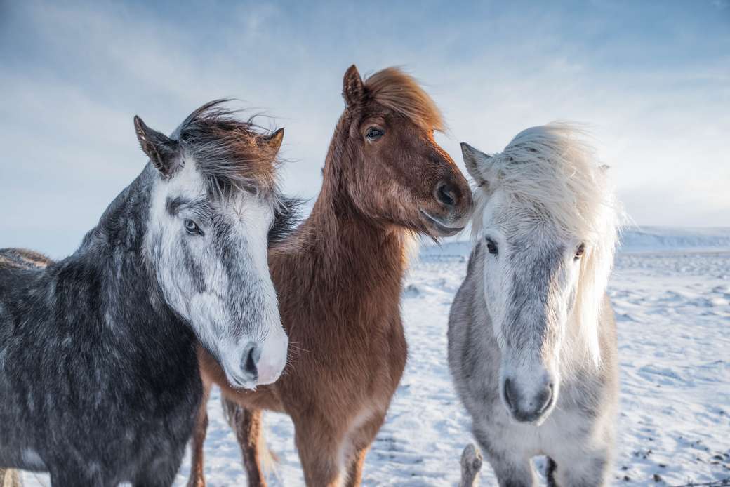 Dzikie konie na Islandii puzzle online